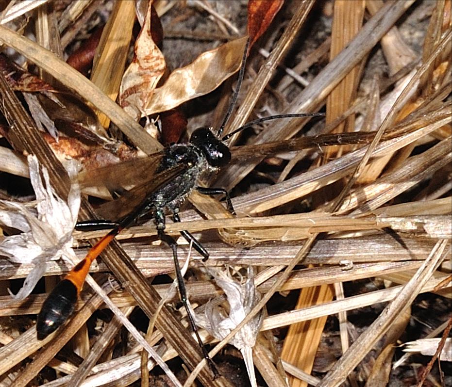 Ammophila sabulosa, maschio